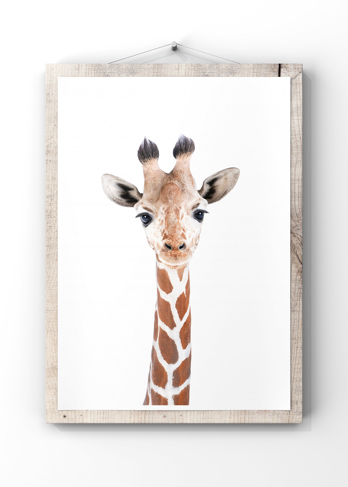 Baby Giraffe by Kathrin Pienaar