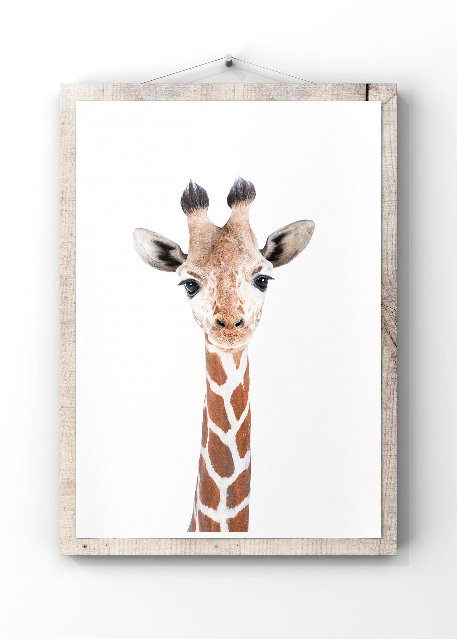 Baby Giraffe by Kathrin Pienaar