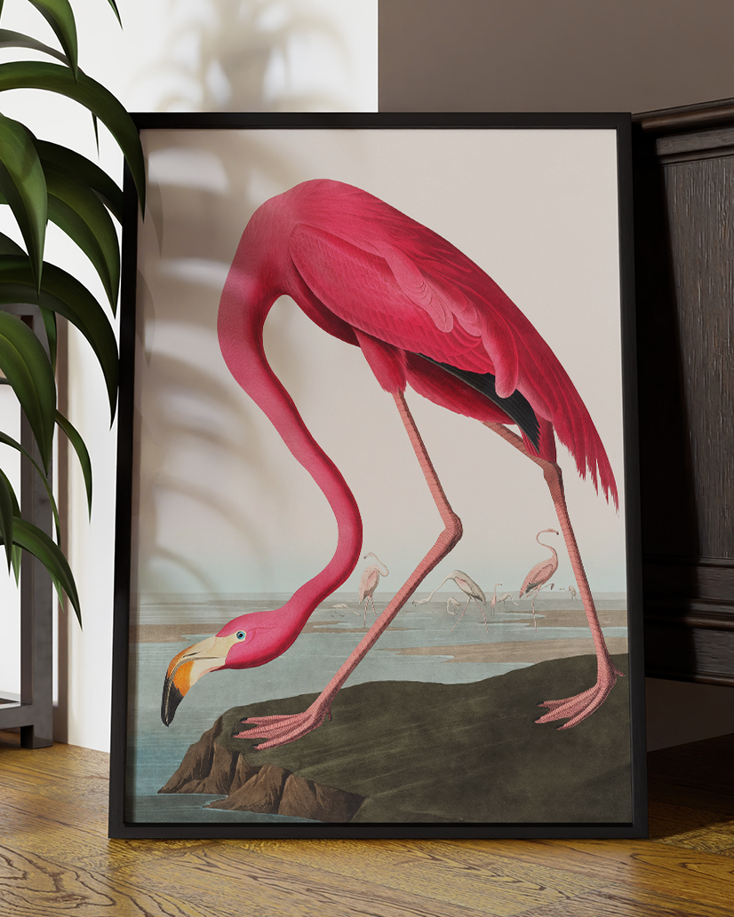 American Flamingo Vintage Print | Vintage Wall Art