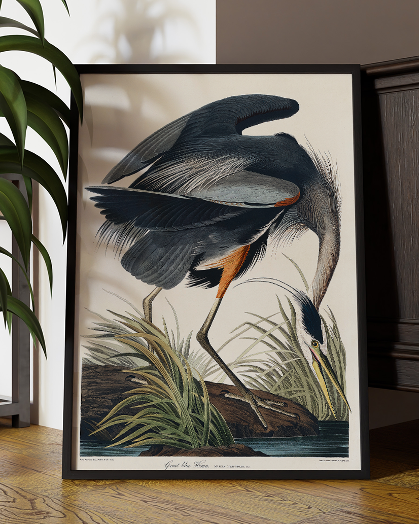 Great Blue Heron (Vintage Illustration from Birds Of America by John Audubon