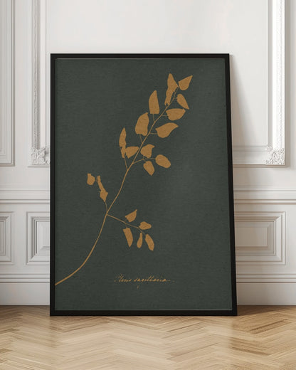 Golden Fern Silhouette