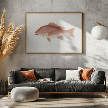 Load image into Gallery viewer, Red Snapper
