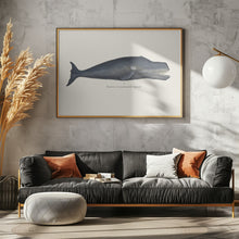 Load image into Gallery viewer, Whale I Antique Handcolored Sealife Lithograph 1824
