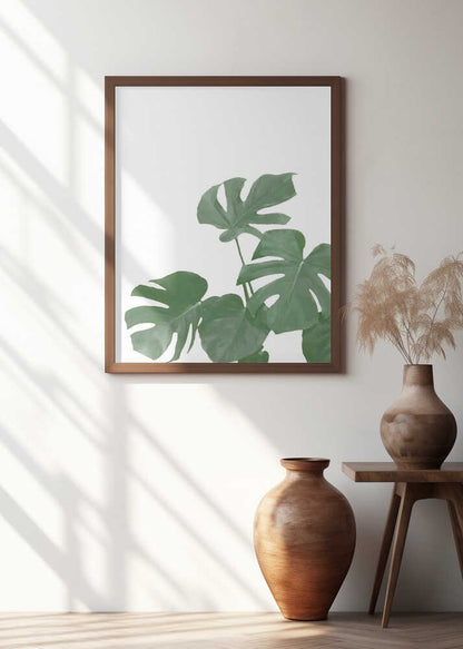Monstera Aqua 04