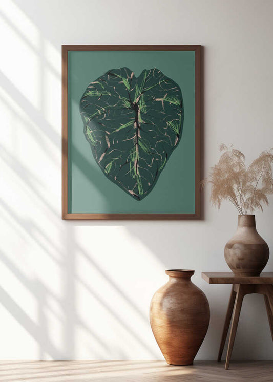 Alocasia Melo Dark