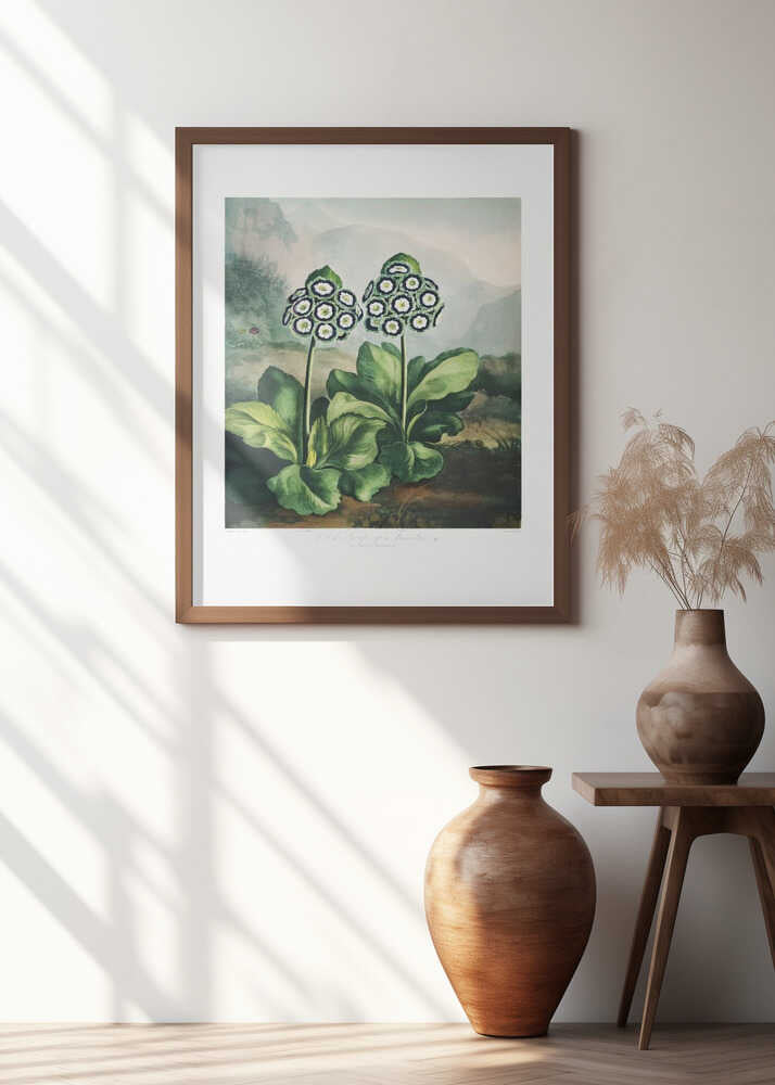 A Group of Auriculas from The Temple of Flora 2 (1807)