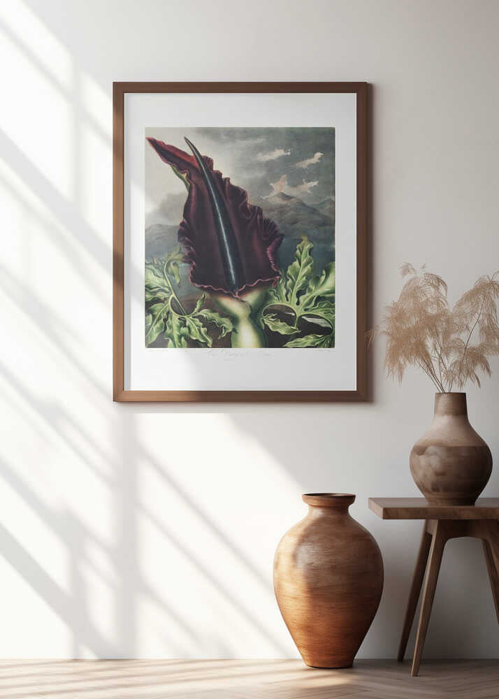 The Dragon Arum from The Temple of Flora (1807)