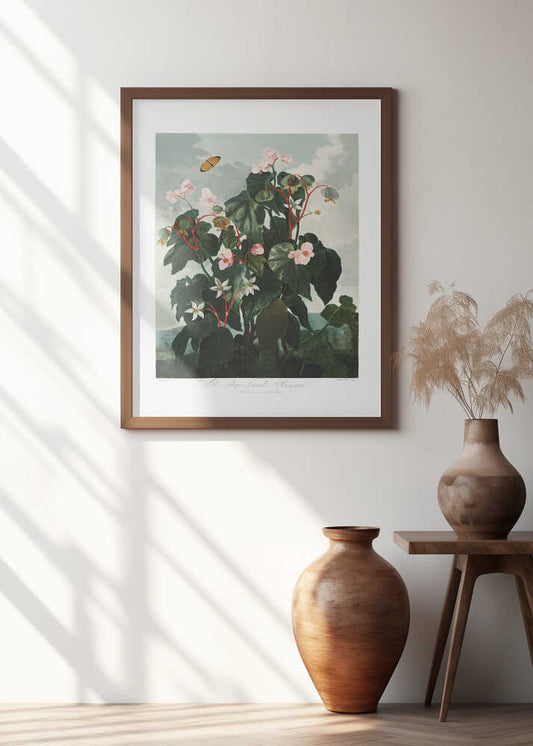 The Oblique–Leaved Begonia from The Temple of Flora (1807)