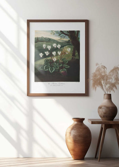 The Persian Cyclamen from The Temple of Flora (1807)