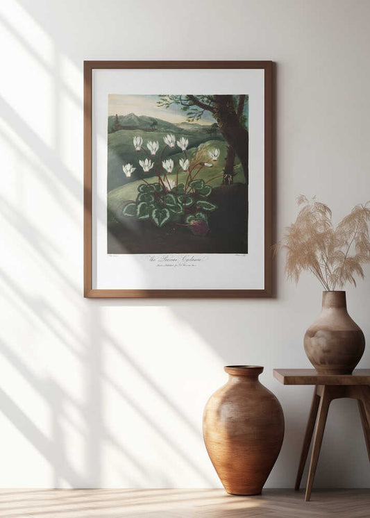 The Persian Cyclamen from The Temple of Flora (1807)