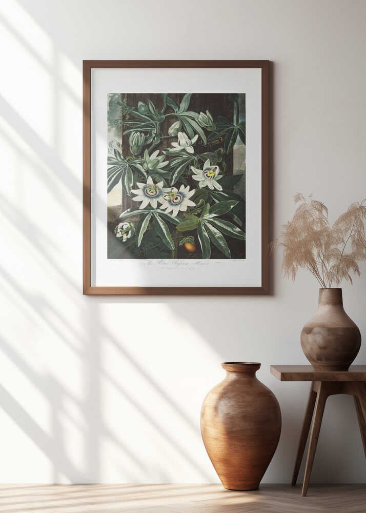 The Passiflora Cerulea from The Temple of Flora (1807)