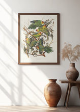 Load image into Gallery viewer, Carolina Parrot From Birds of America (1827)
