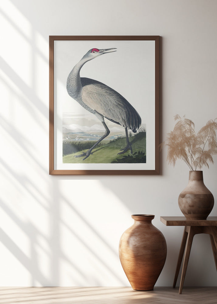 Hooping Crane From Birds of America (1827)