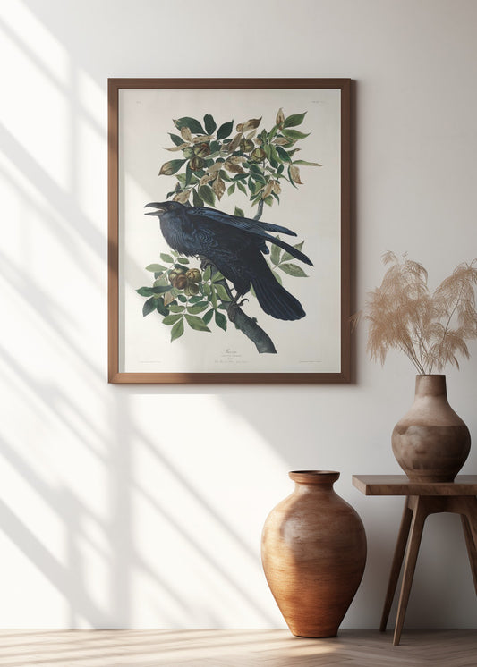 Raven From Birds of America (1827)