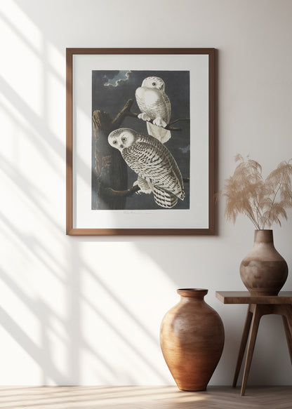 Snowy Owl From Birds of America (1827)