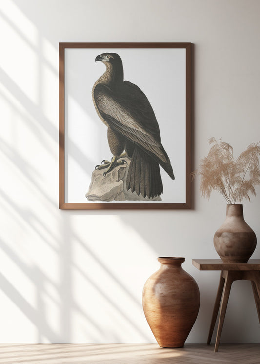 Great American Sea Eagle From Birds of America (1827)