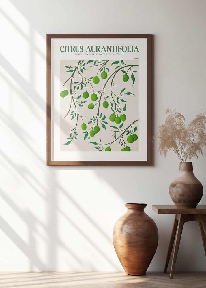Citrus Aurantifolia - Lime