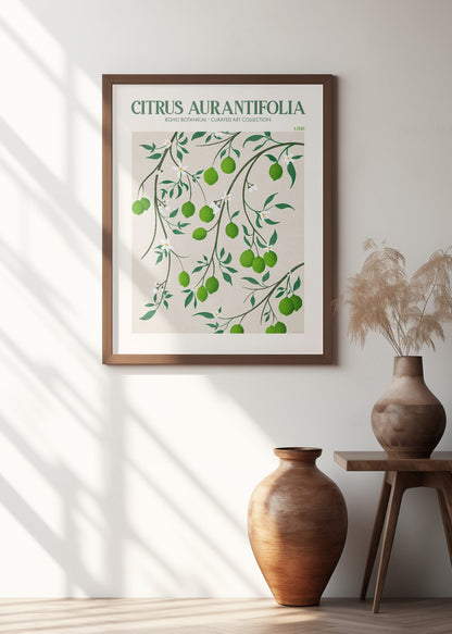 Citrus Aurantifolia - Lime