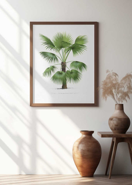 Xxvi Trithrinax B