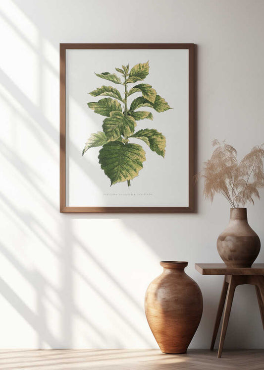 Common Hawnthorn Leaf Illustration