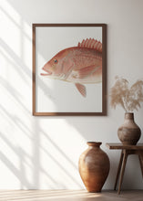 Load image into Gallery viewer, Red Snapper
