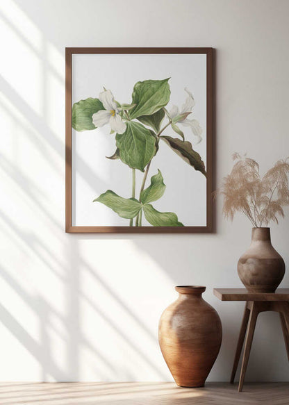 Large White Trillium