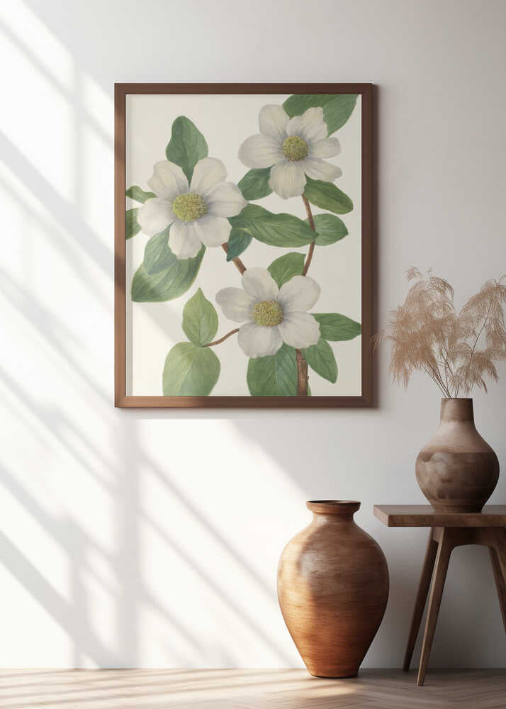 Pacific Dogwood