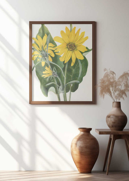 Balsamroot From North American Wildflowers (1925) By Mary Vaux Walcott
