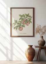 Load image into Gallery viewer, Donutus Arboris
