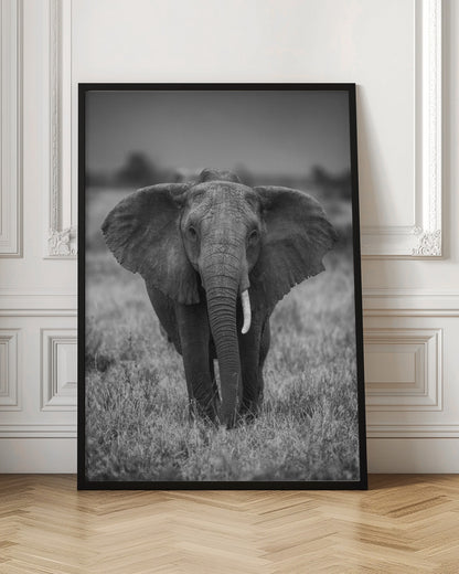 SINGULARITY | Elephant wall art