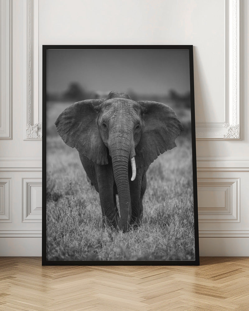 SINGULARITY | Elephant wall art