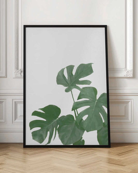 Monstera Aqua 04