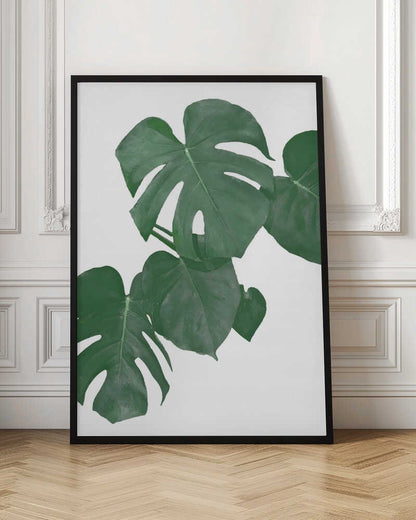 Monstera Aqua 01