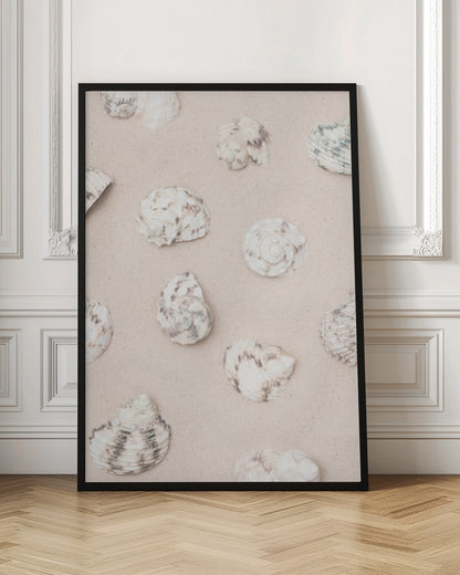 Shells_2