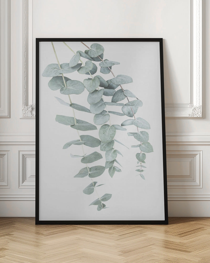 Eucalyptus I