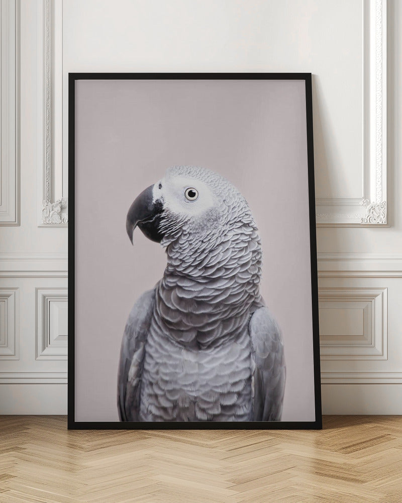 African Grey