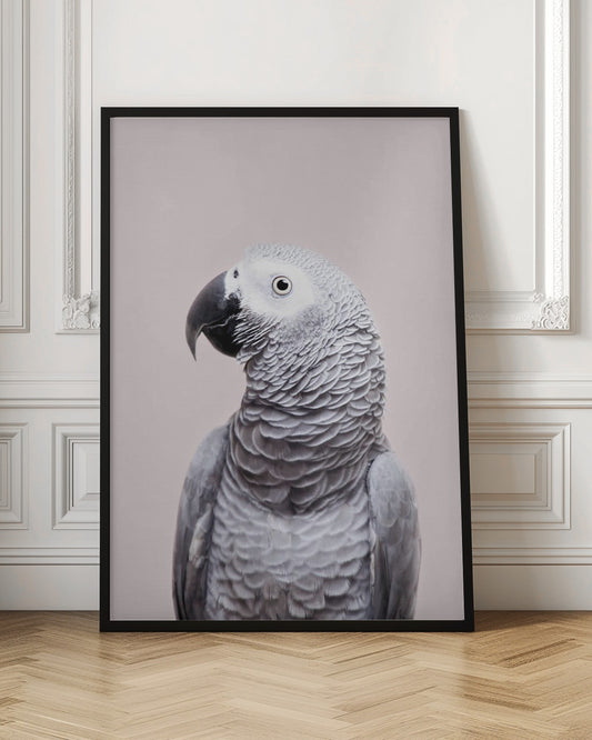 African Grey