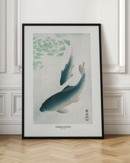 Carp Or Koi