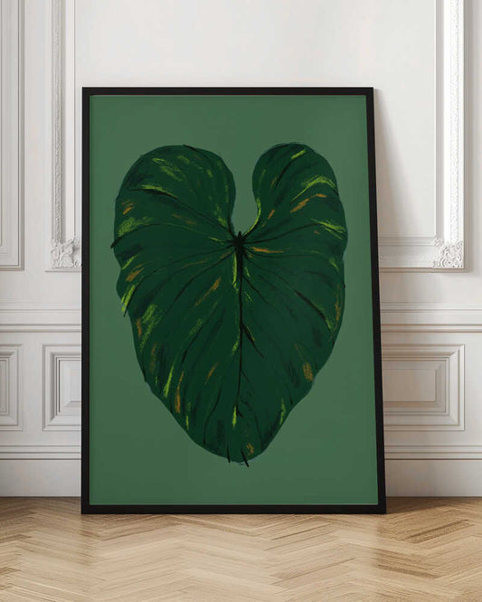 Philodendron Gloriosum Green