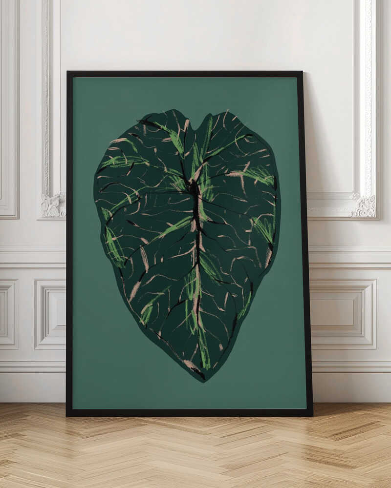 Alocasia Melo Dark