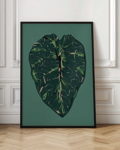 Alocasia Melo Dark