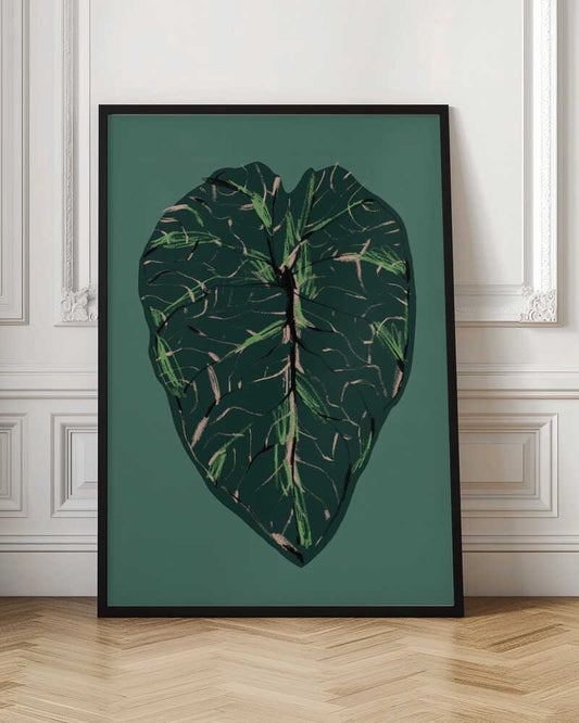Alocasia Melo Dark