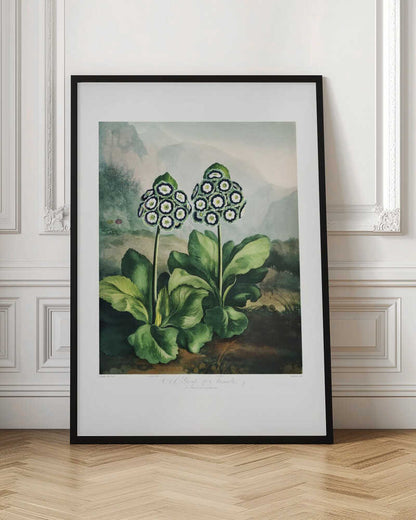 A Group of Auriculas from The Temple of Flora 2 (1807)