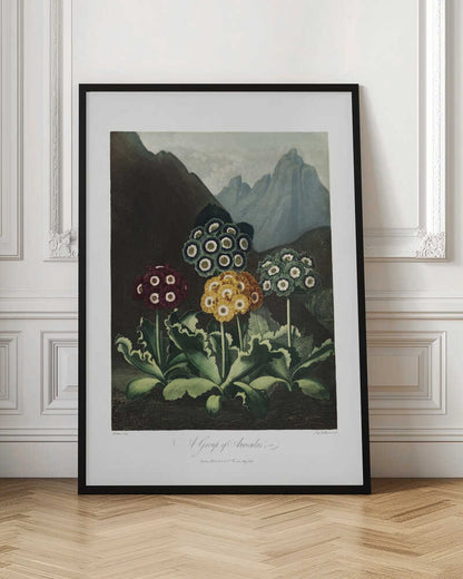 A Group of Auriculas from The Temple of Flora (1807)