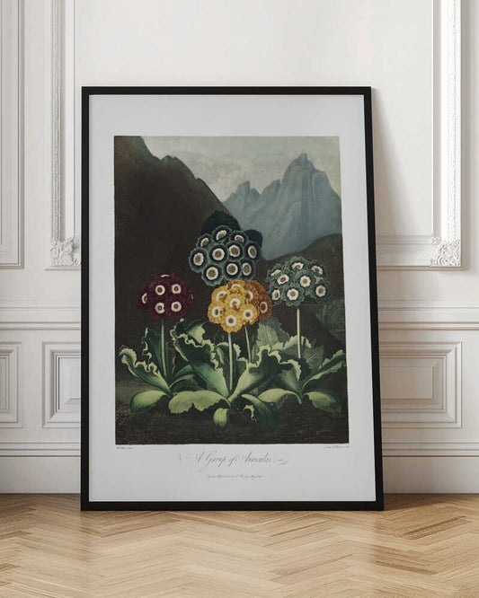A Group of Auriculas from The Temple of Flora (1807)