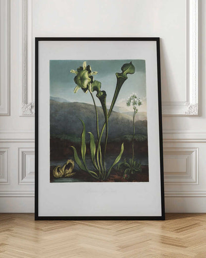 American Bog Plants from The Temple of Flora (1807)