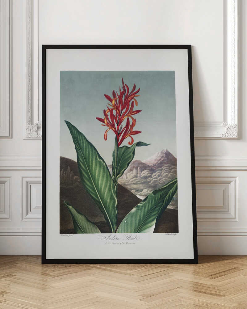 Indian Reed from The Temple of Flora (1807)