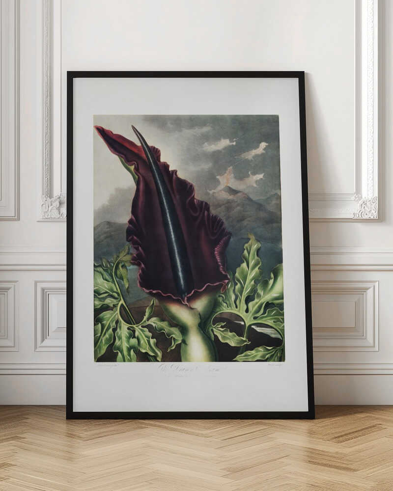 The Dragon Arum from The Temple of Flora (1807)
