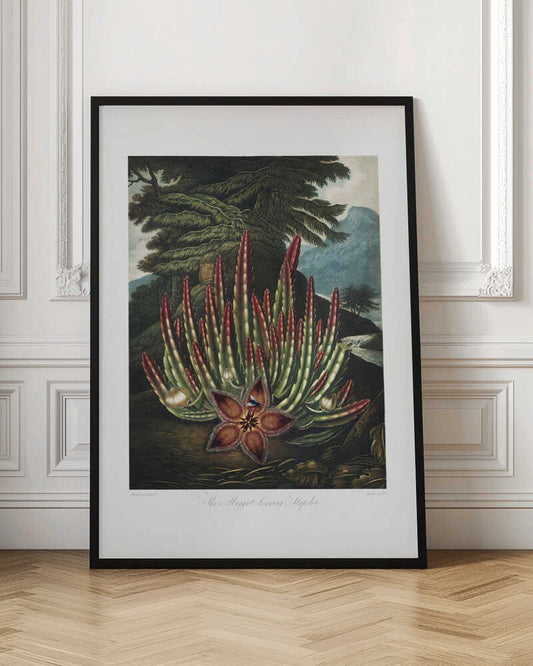 The Maggot–Bearing Stapelia from The Temple of Flora (1807)