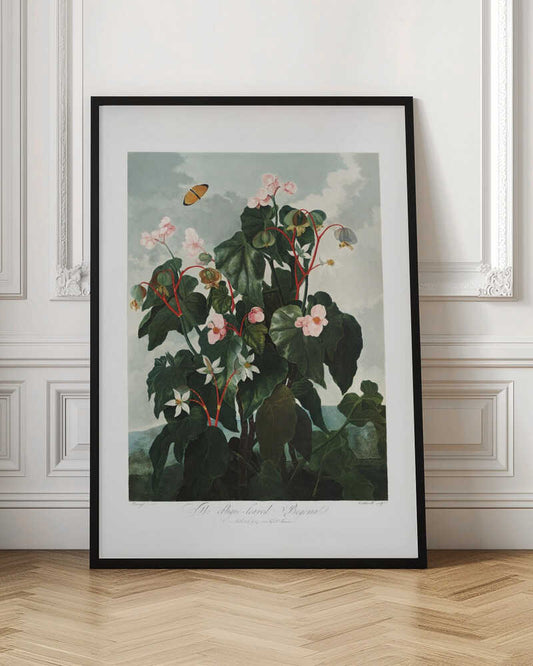 The Oblique–Leaved Begonia from The Temple of Flora (1807)
